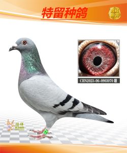 实战使用心得分享-