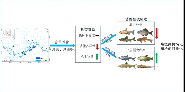 功能与特点分析