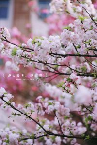 七、总结:樱花VPS是否值得推荐-